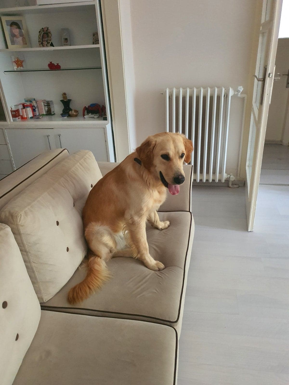 Silva Golden Retriever Köpek, İstanbul