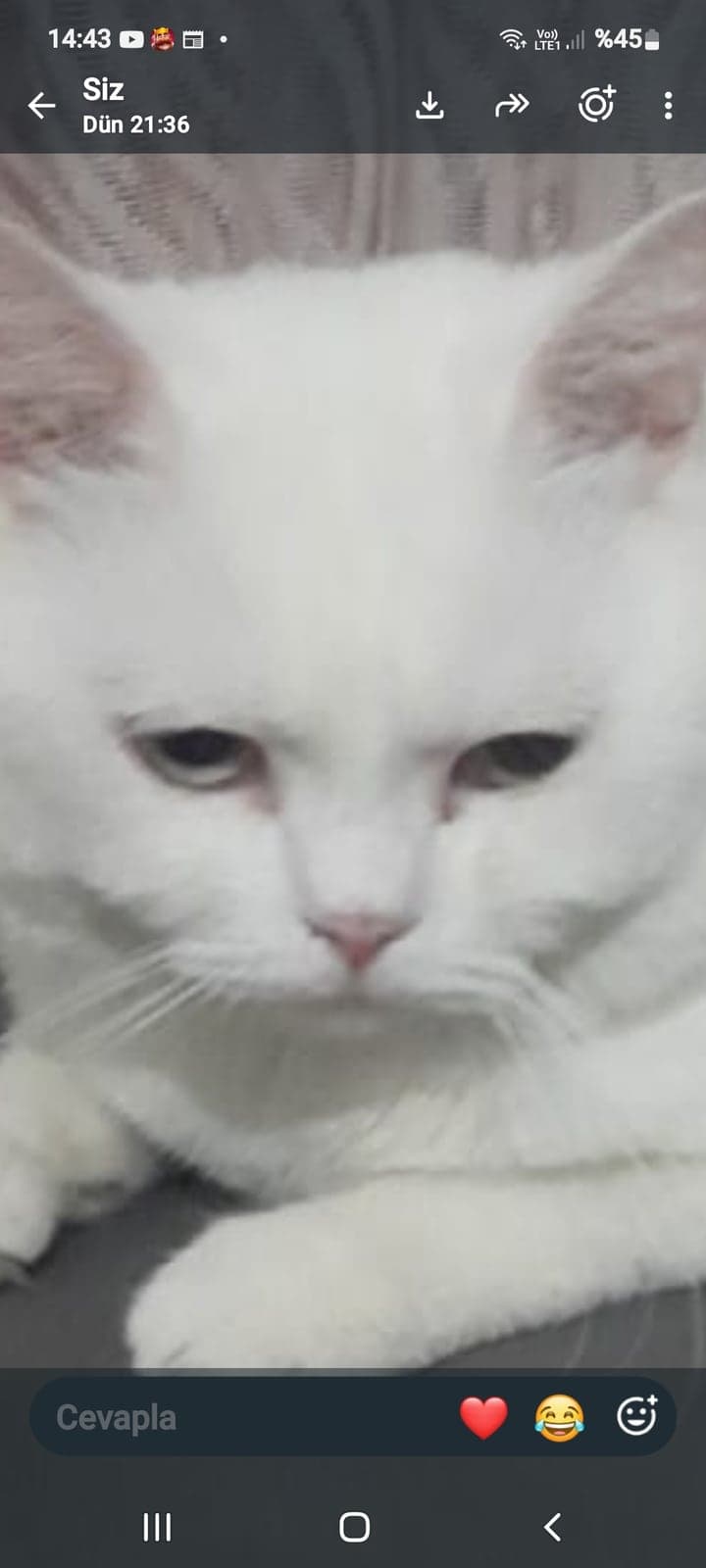 Pamuk British Shorthair Kedi, Bursa