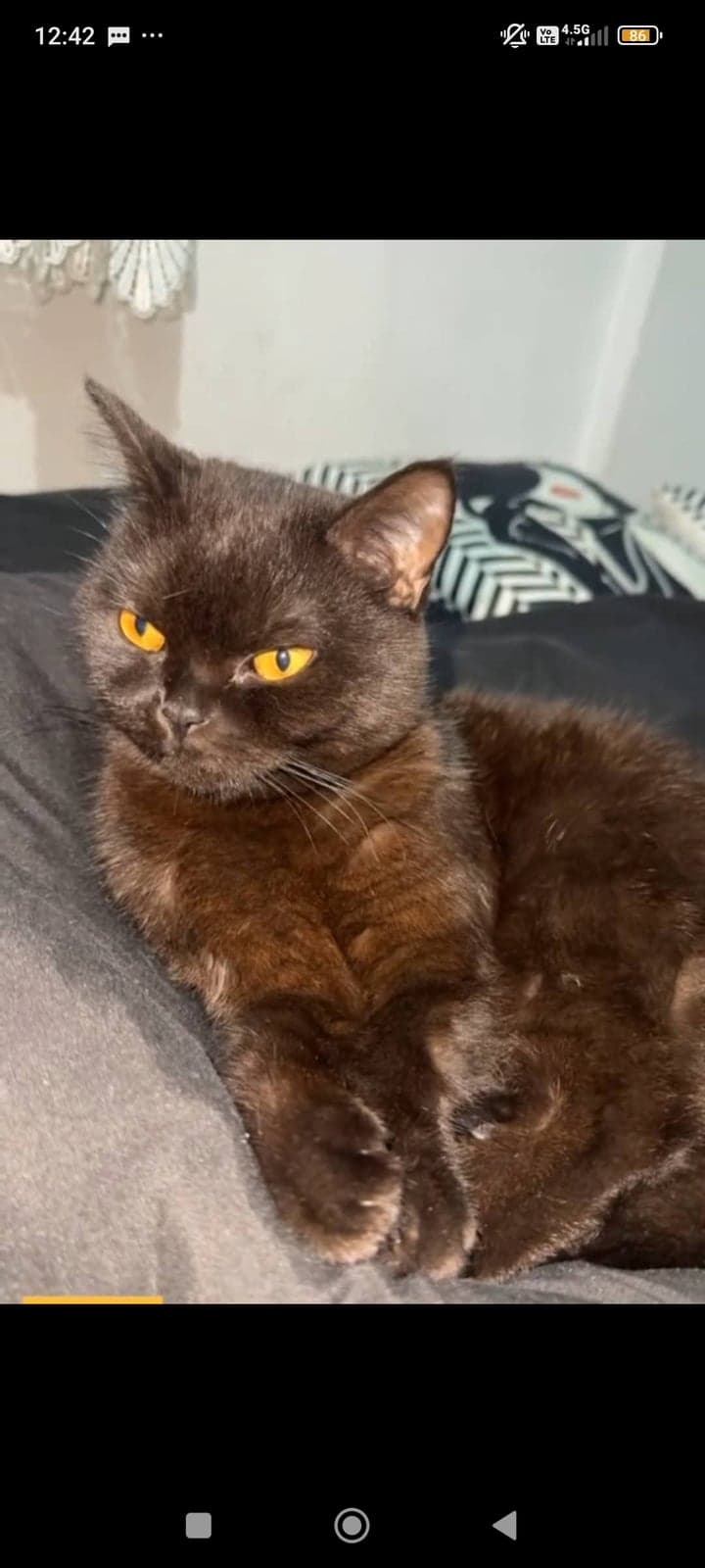 Diamond British Shorthair Kedi, İzmir