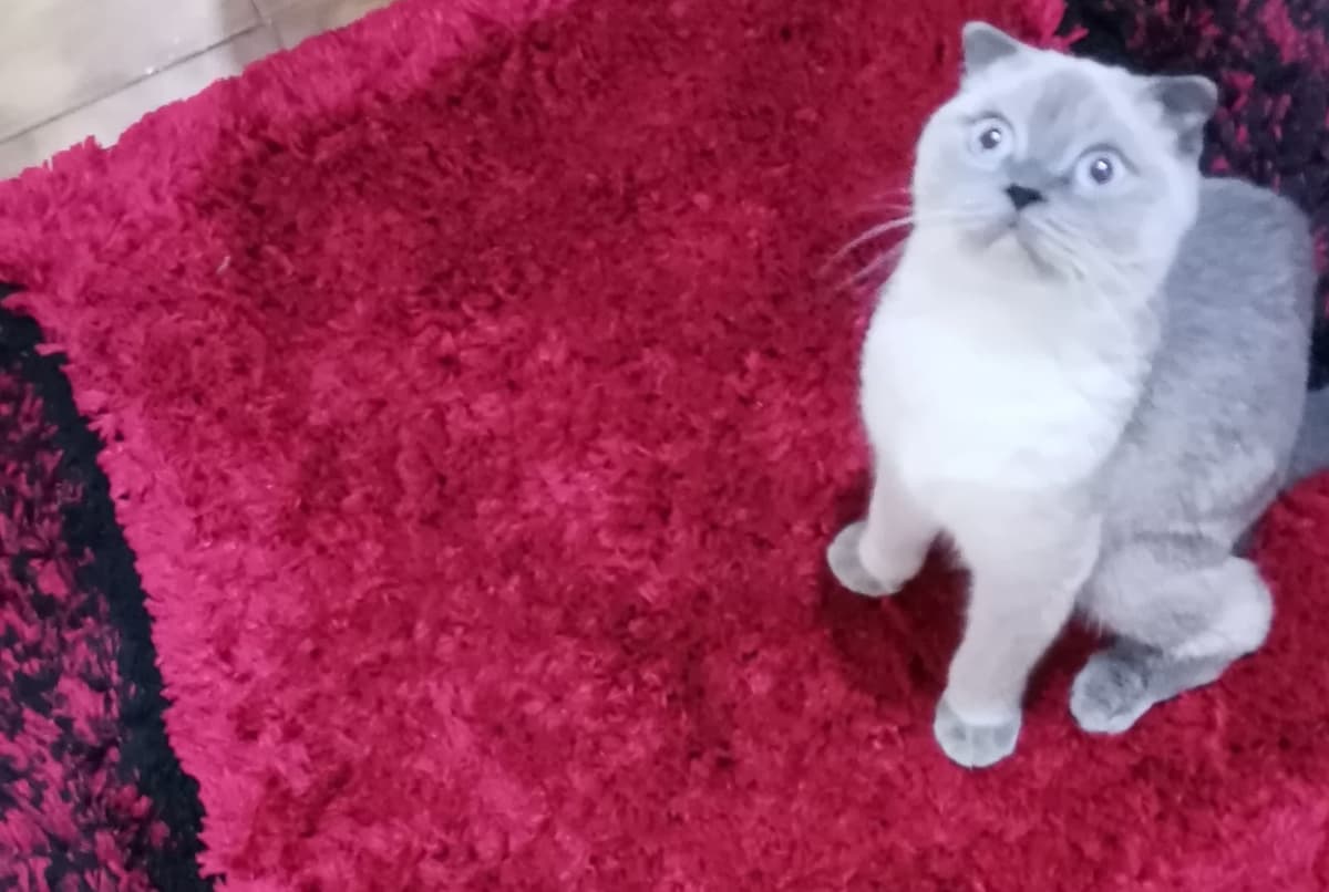 Miya Scottish Fold Kedi, Bursa