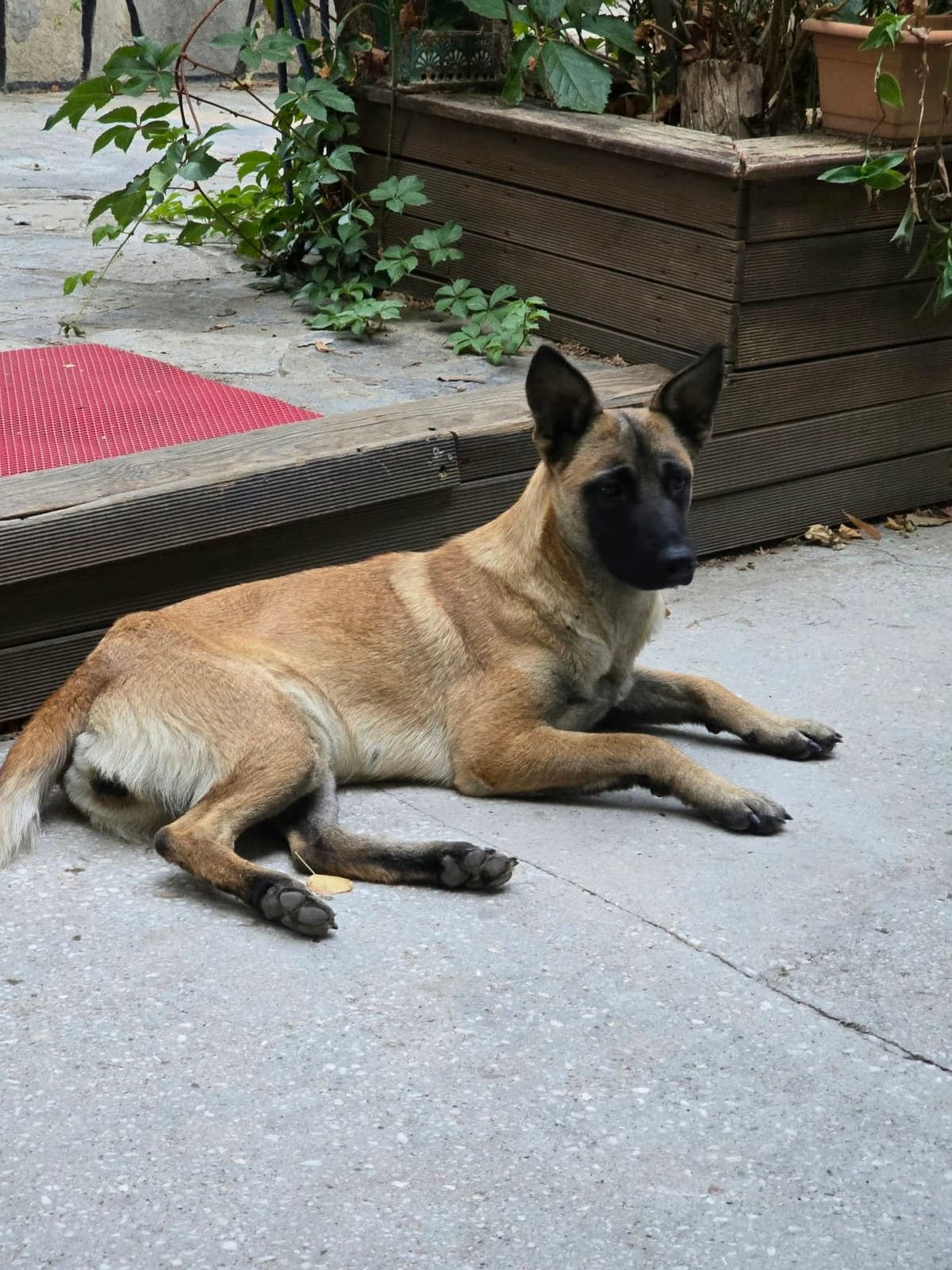 Belçika Kurdu Bilmiyorum Köpek, Balıkesir