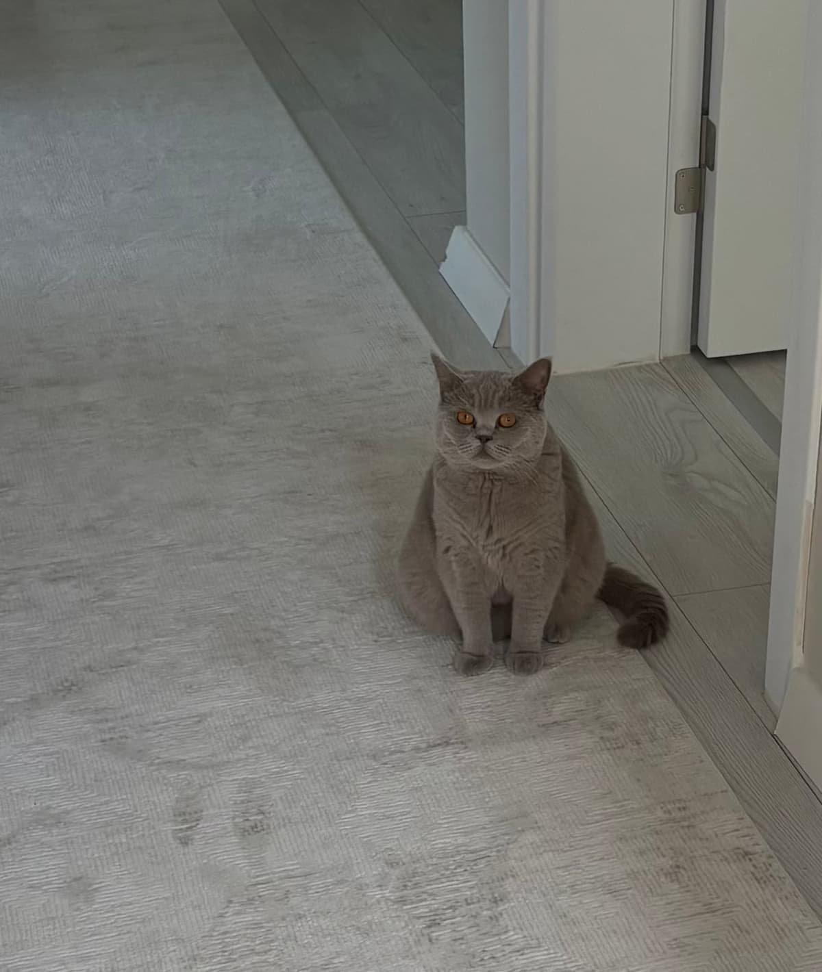Luna British Shorthair Kedi, Tekirdağ