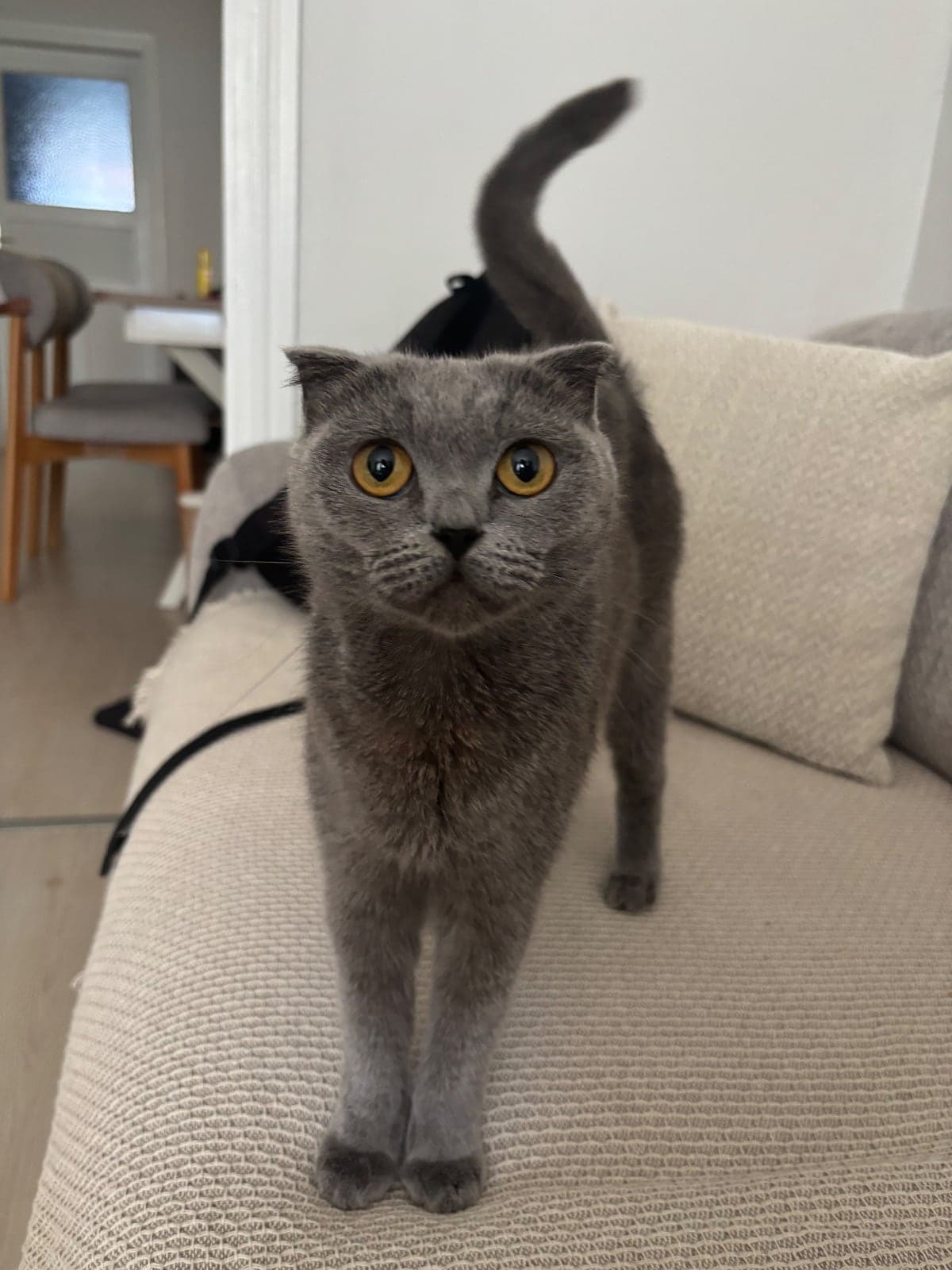 Mia Scottish Fold Kedi, Sakarya