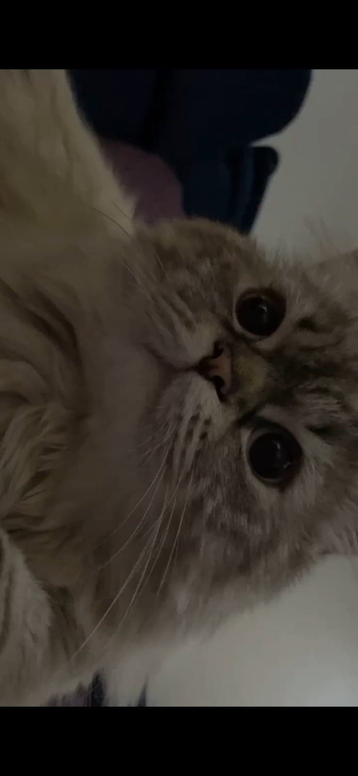 Loki British Longhair Kedi, İstanbul