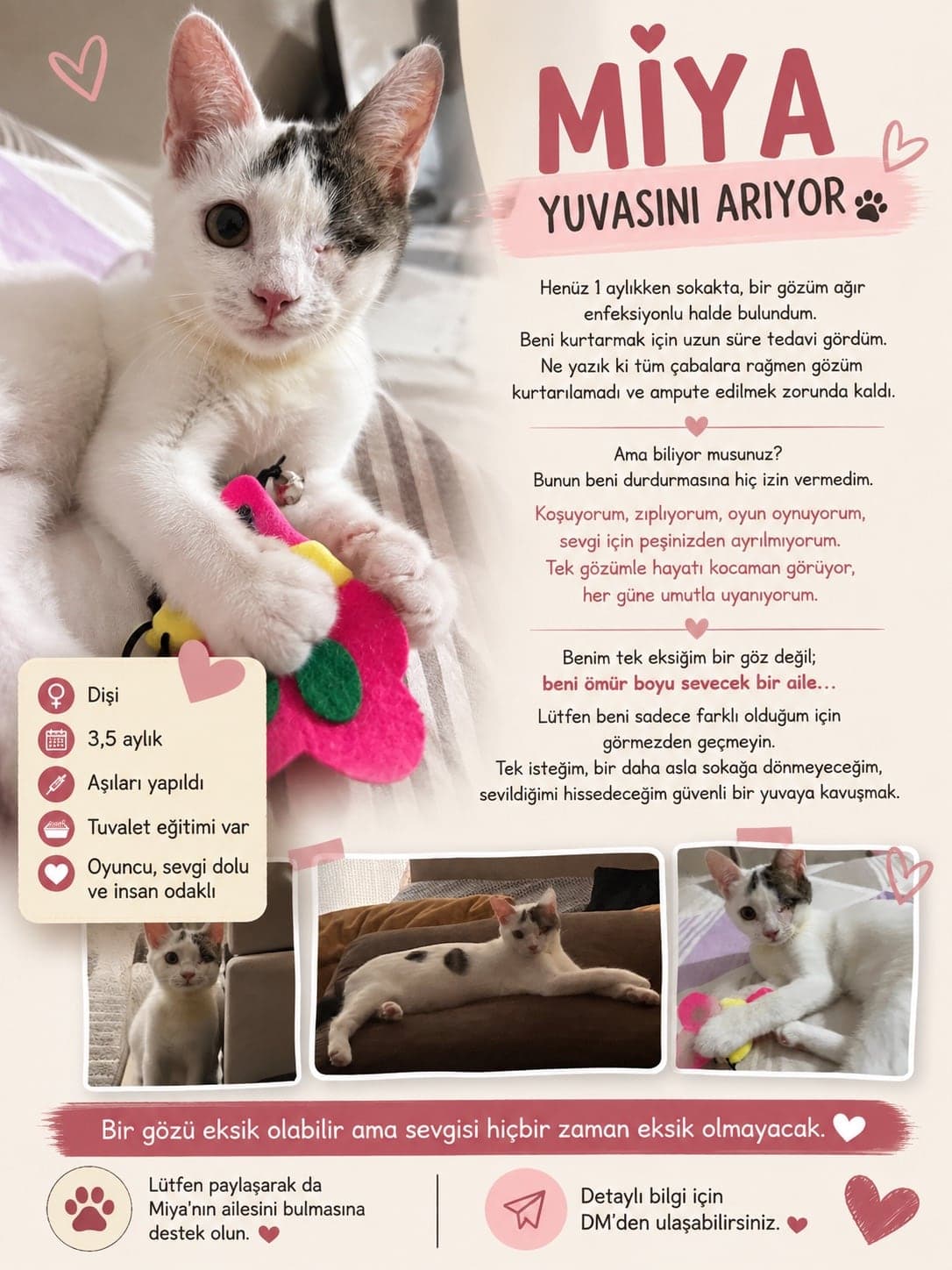 Miya Tekir Kedi, Adana
