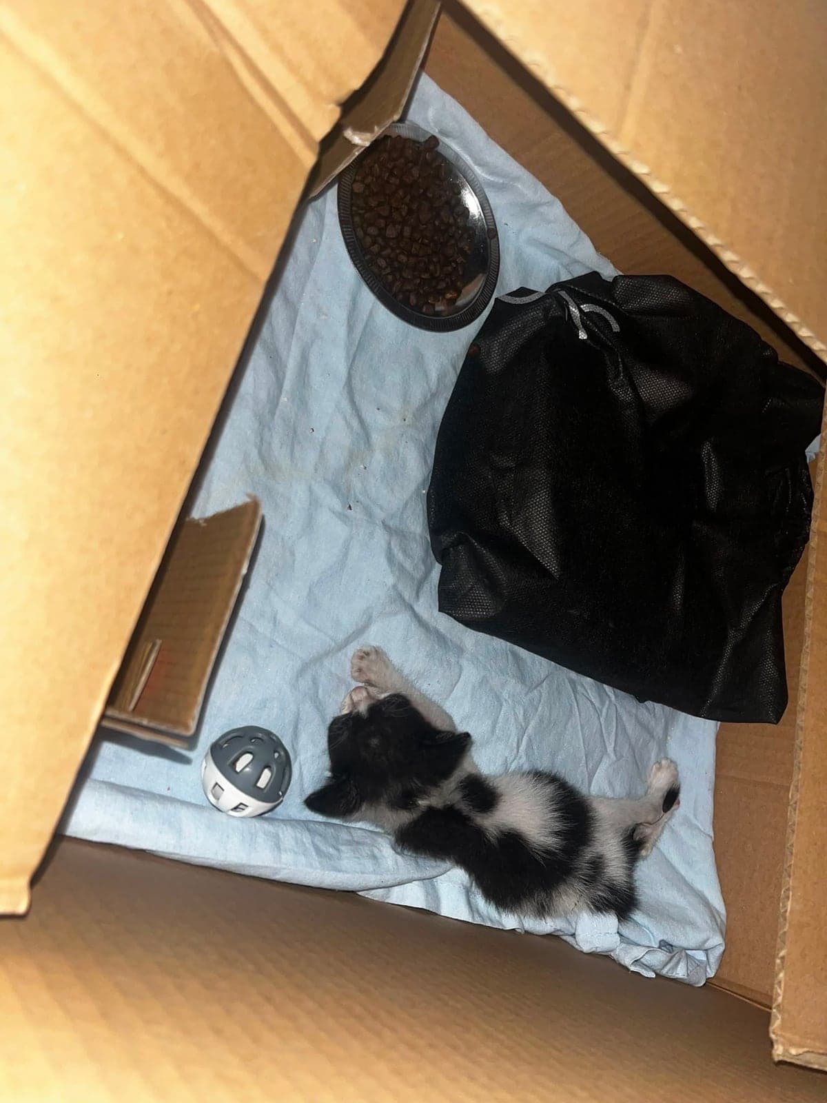 Bebek Kedi Sokak Kedisi Kedi, Adana