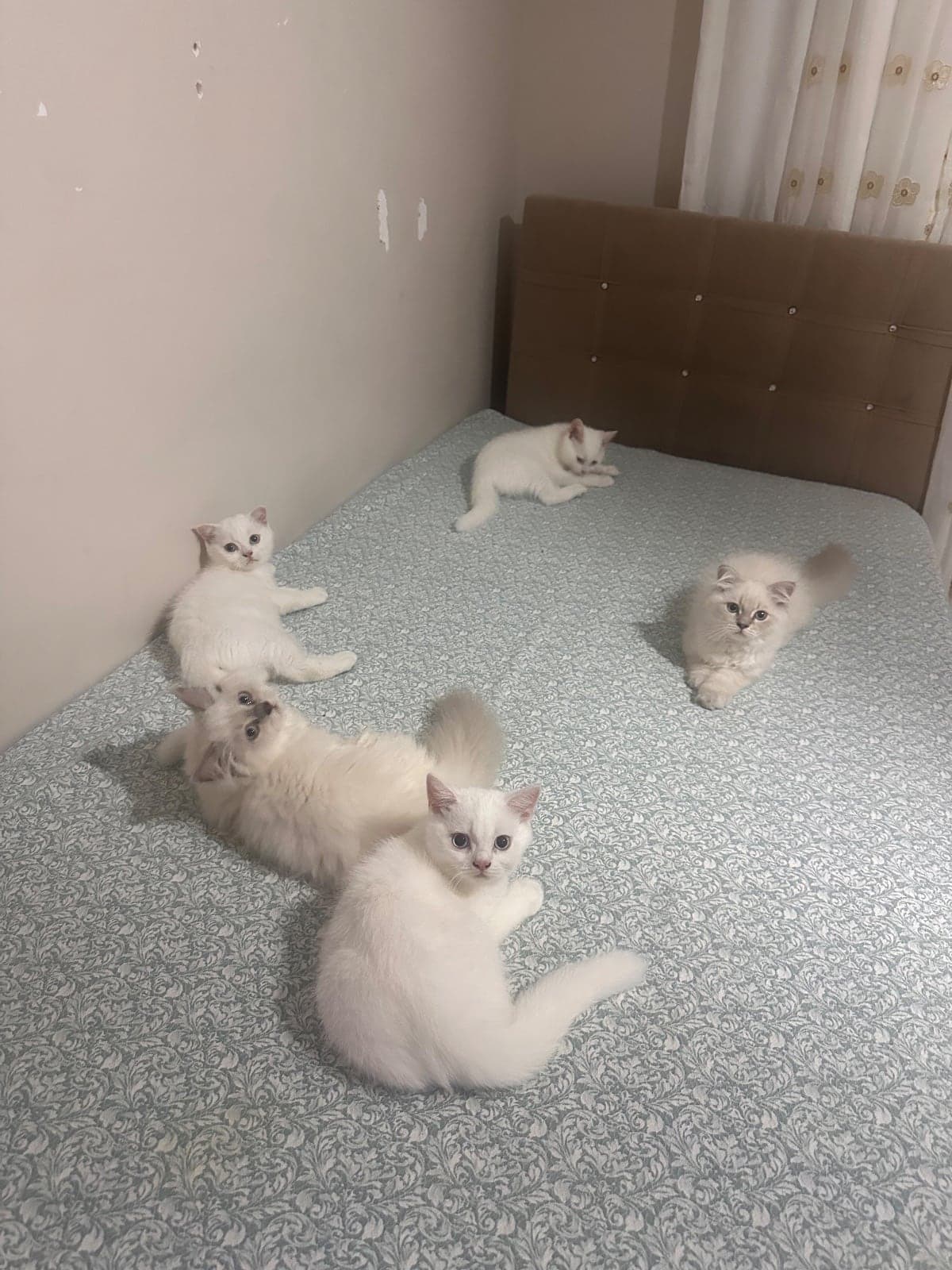 Yavru British Shorthair Kedi, Adana