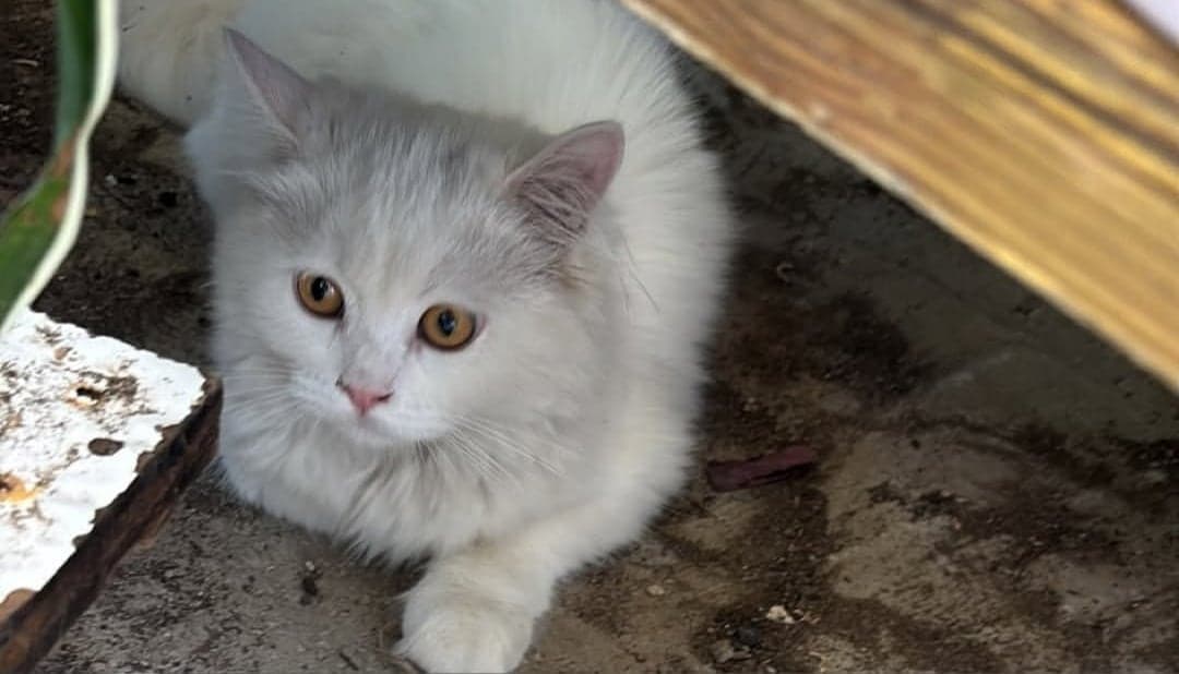 Yavru kediler Melez Kedi, Bursa