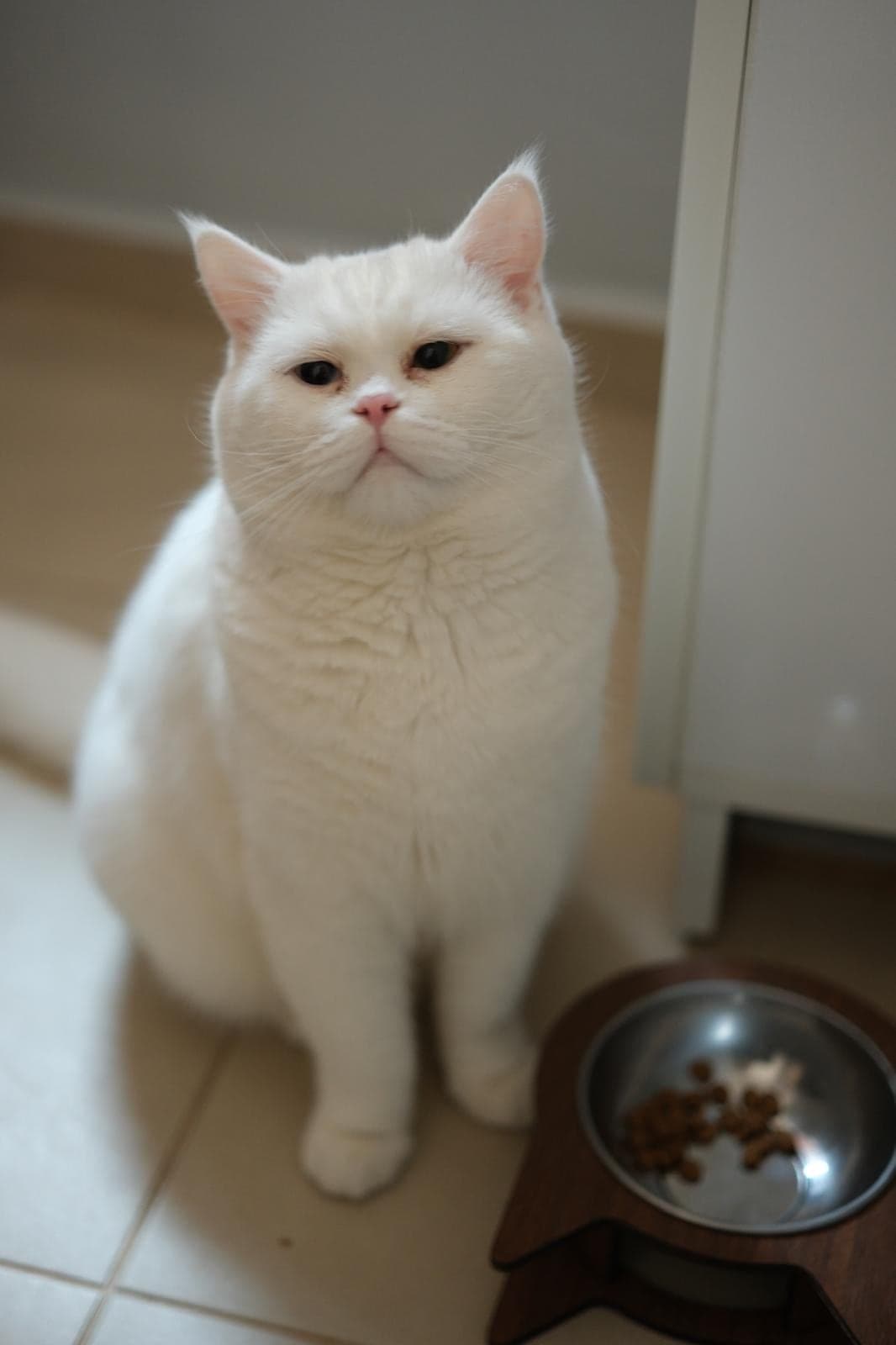 CASPER British Shorthair Kedi, Eskişehir