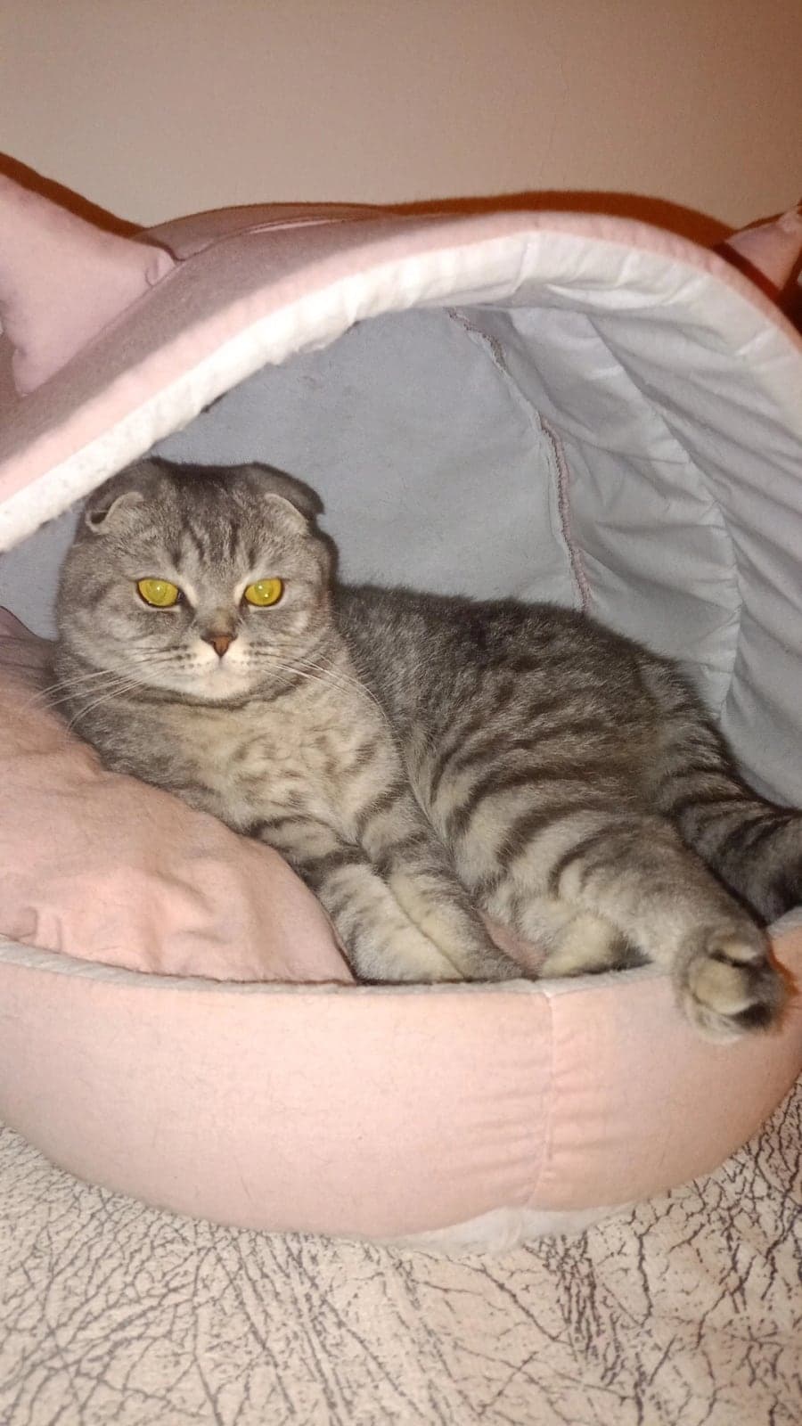 Lina Scottish Fold Kedi, Aydın