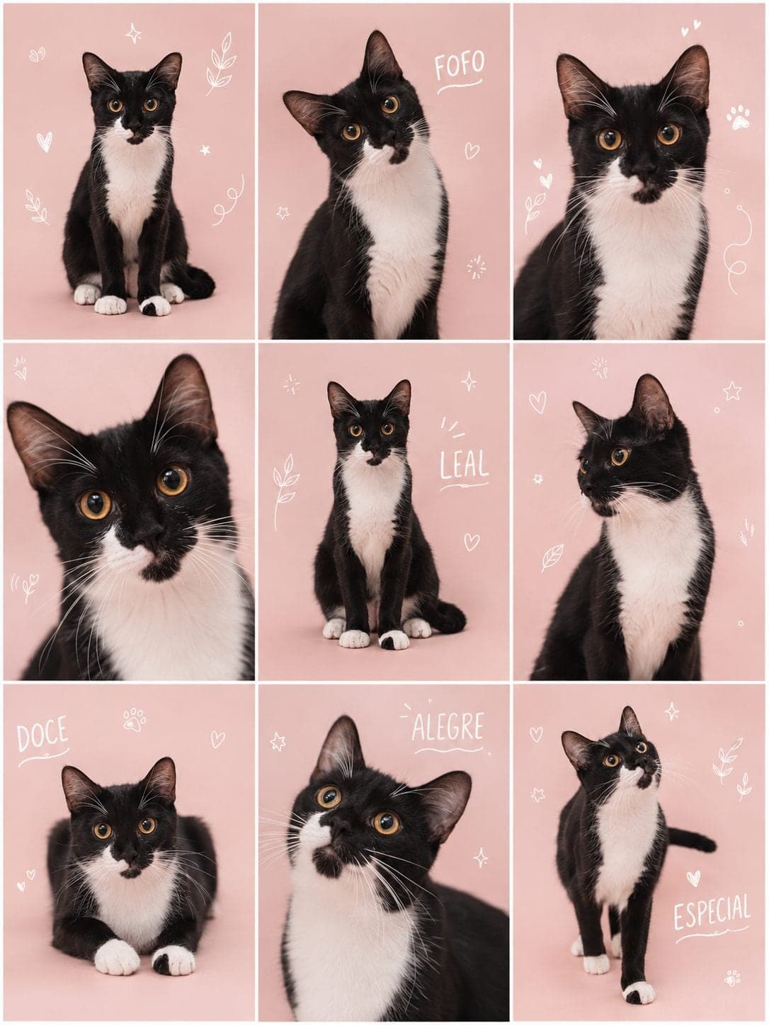 Pamuk ve Karamuk Sokak Kedisi Kedi, İzmir