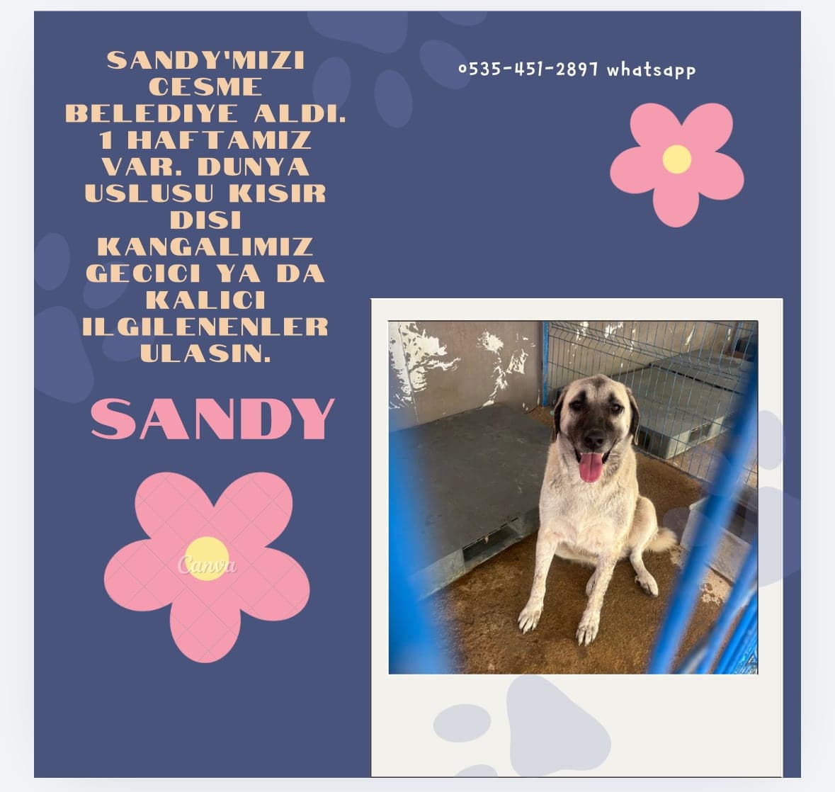 Dandy Kangal Köpek, İzmir