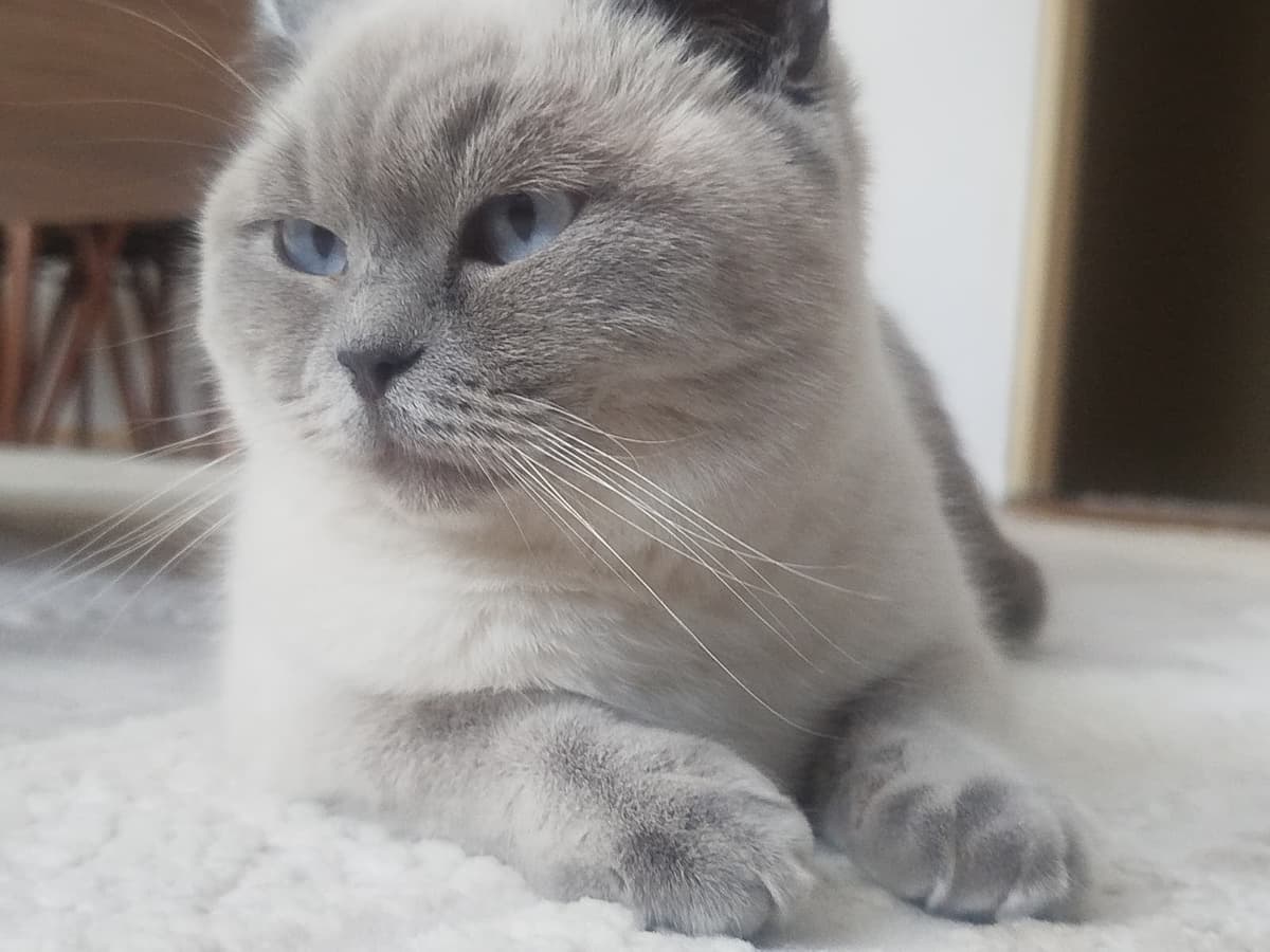 Lina British Shorthair Kedi, Ankara