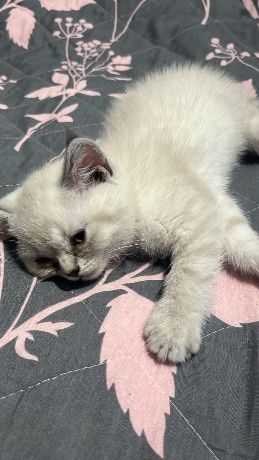 . Melez Kedi, Eskişehir