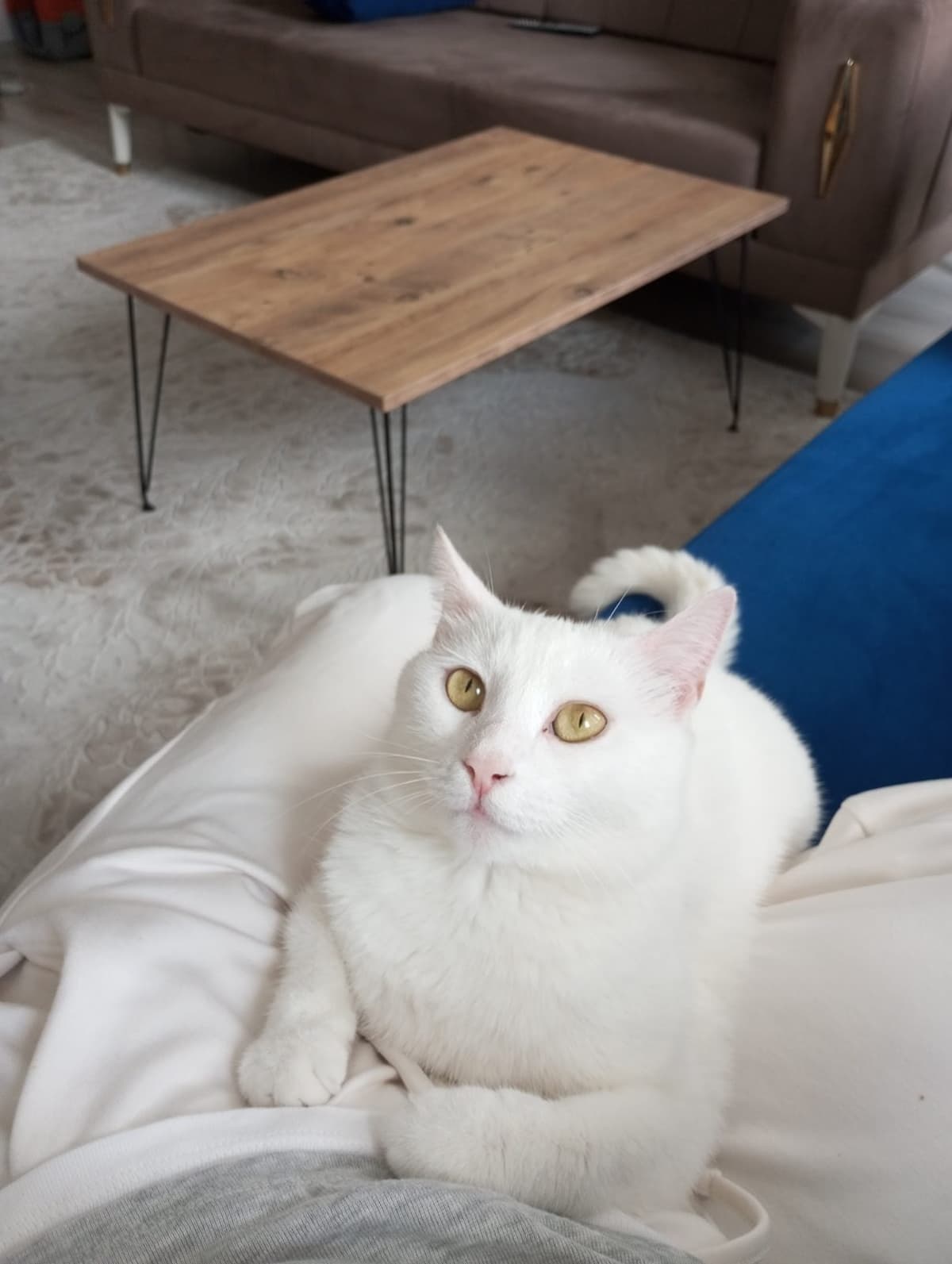 Pamuk Ankara Kedisi Kedi, Ankara