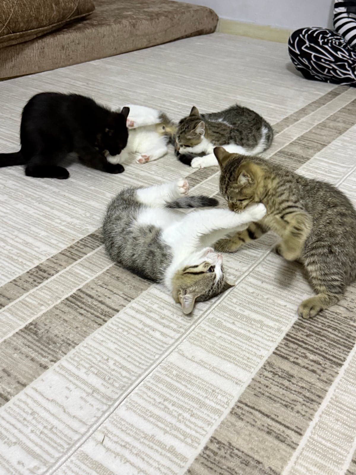 Melez / Karışık · Kedi Bilmiyorum Kedi, Adana