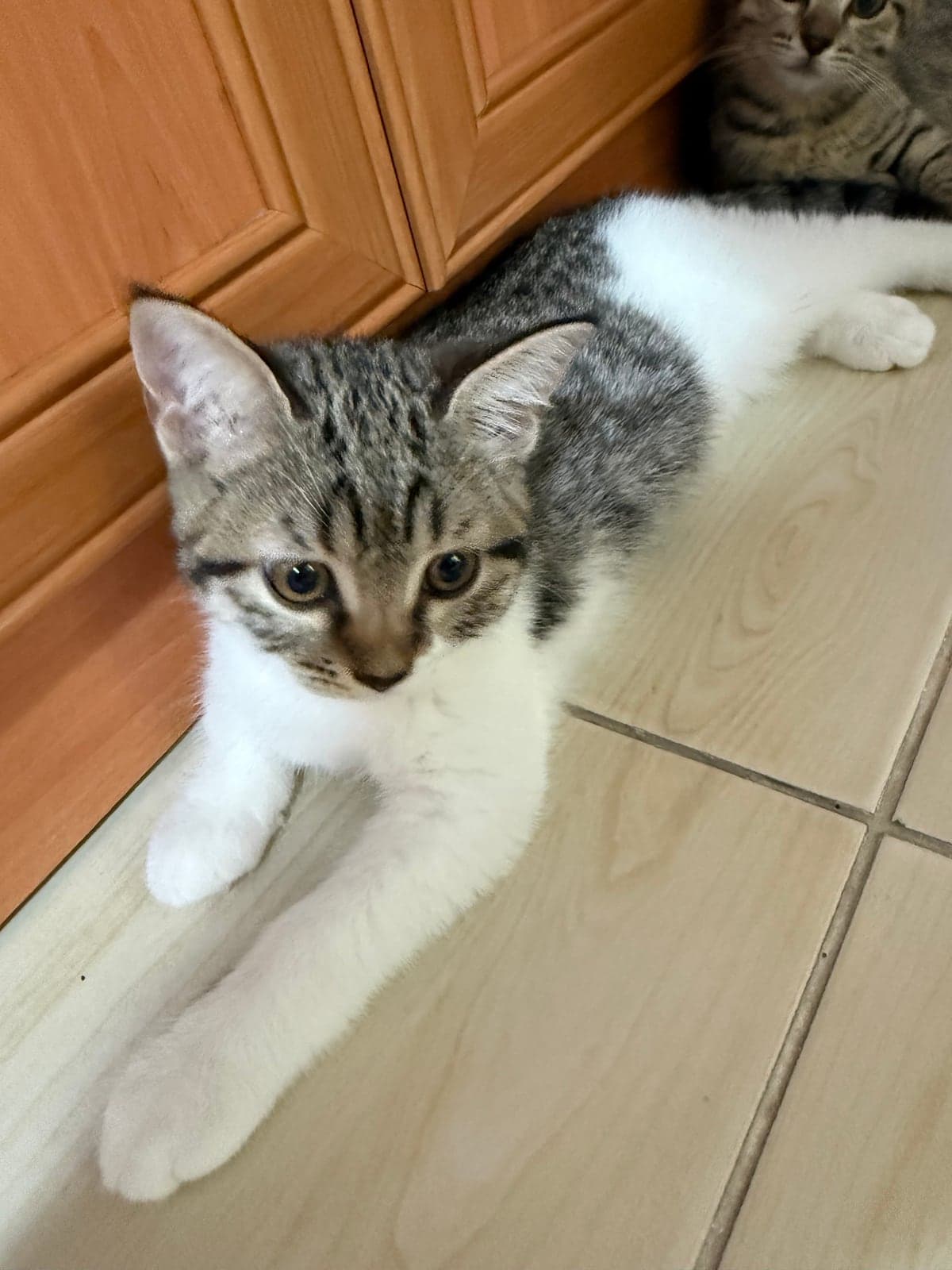 Melez / Karışık · Kedi Bilmiyorum Kedi, Adana