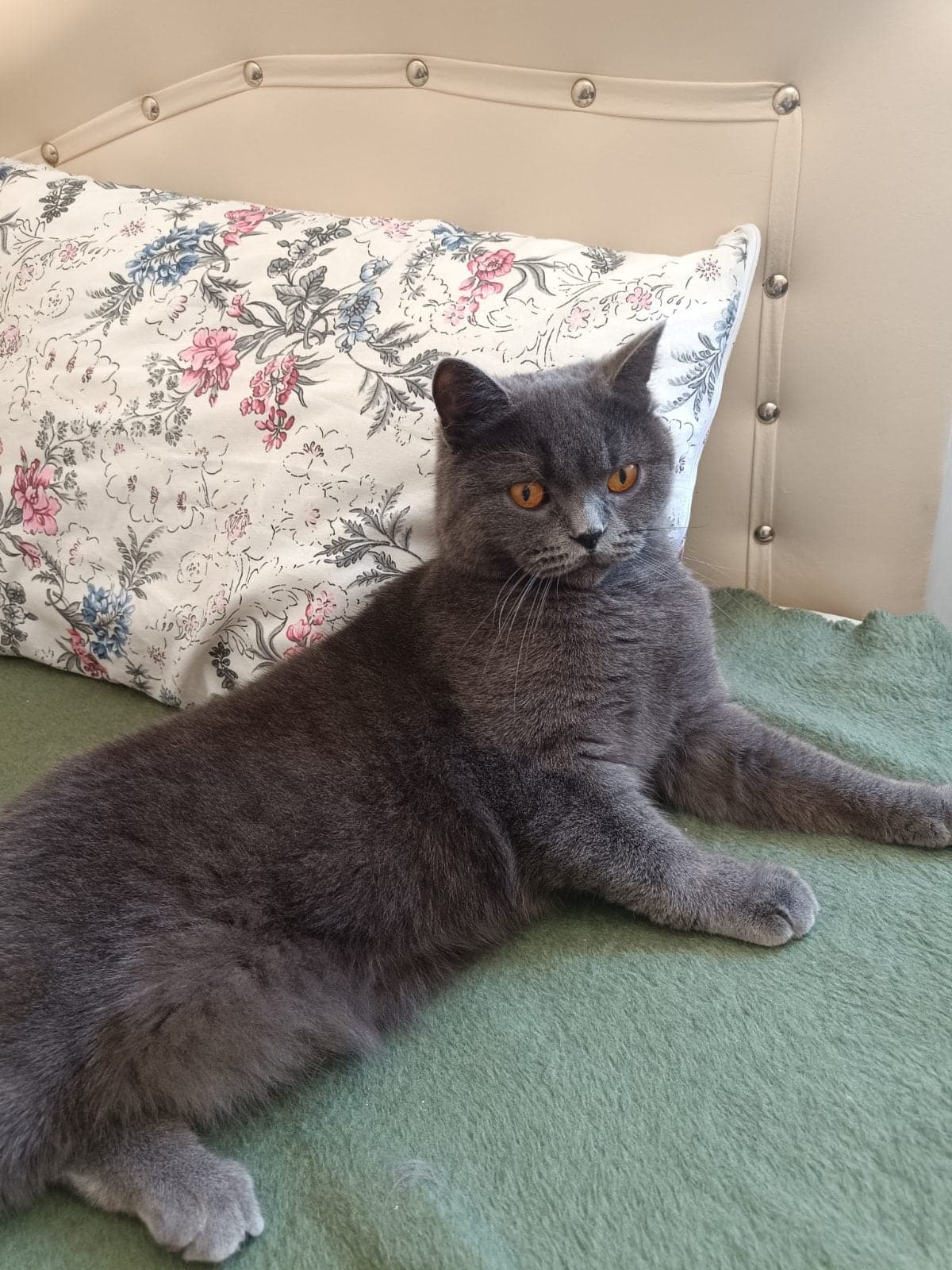 Luffy British Shorthair Kedi, Eskişehir