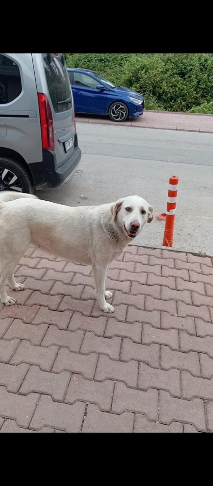 Pamuk Sokak Köpeği Köpek, Antalya
