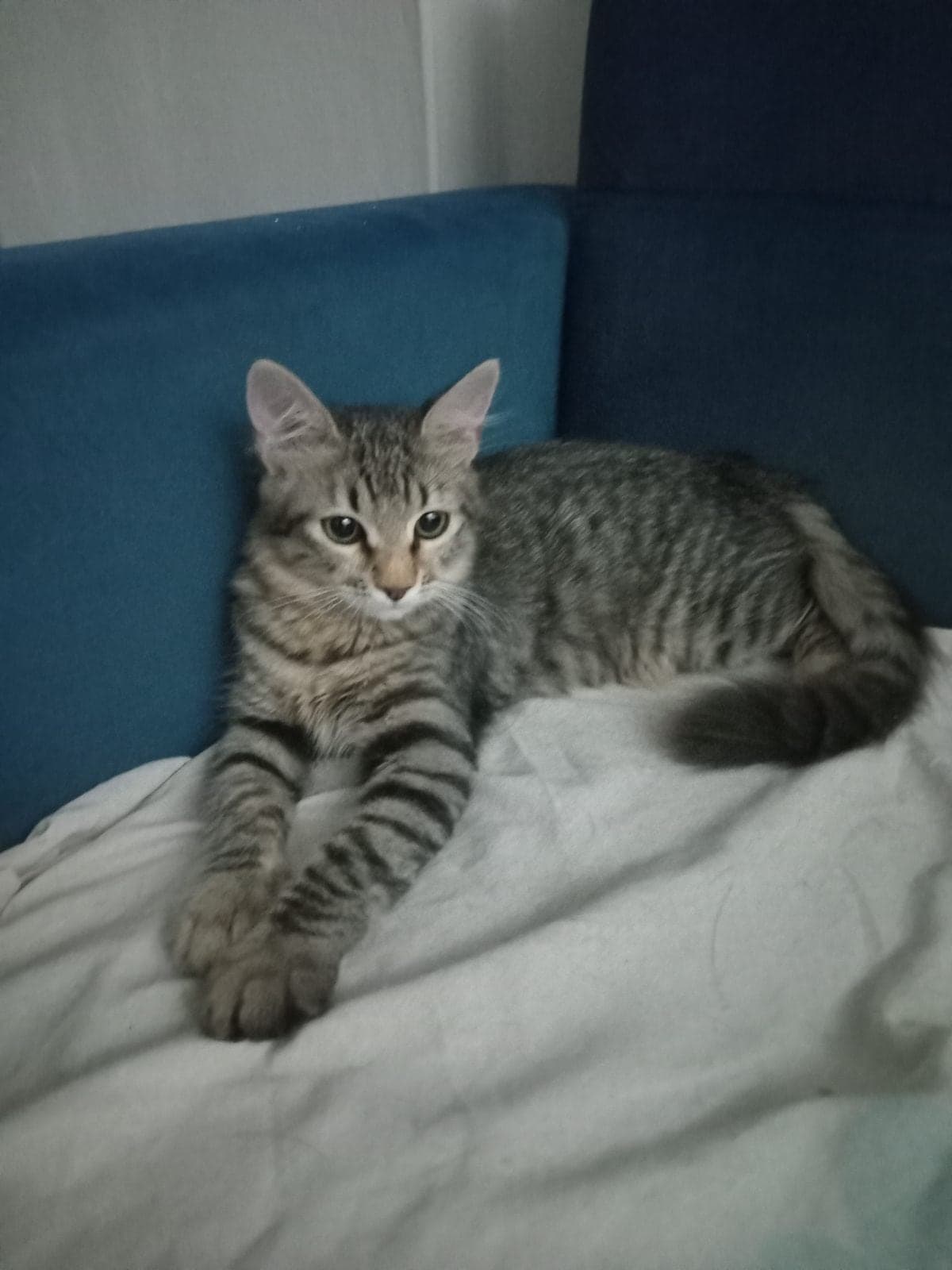 Şanslı Tekir Kedi, Antalya