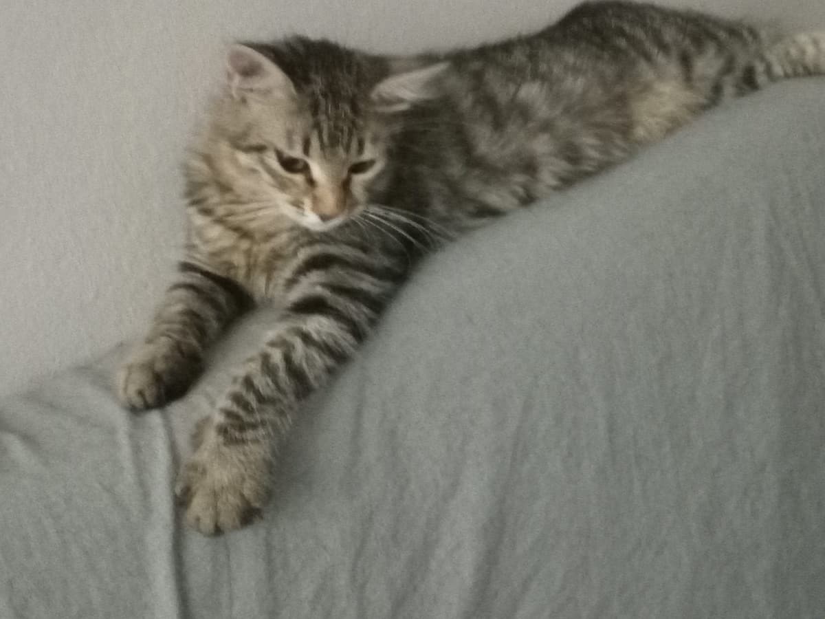 İsim yok Melez Kedi, Antalya