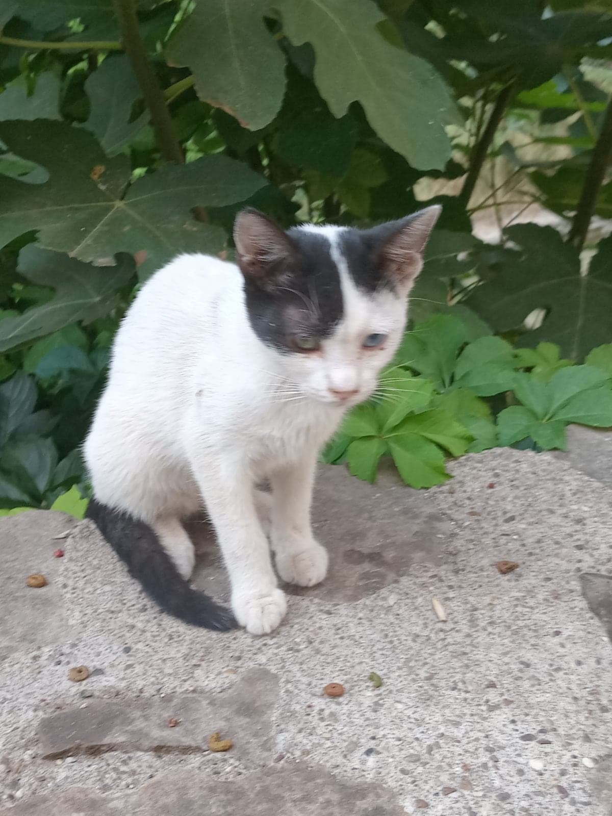 İsim yok Melez Kedi, Antalya