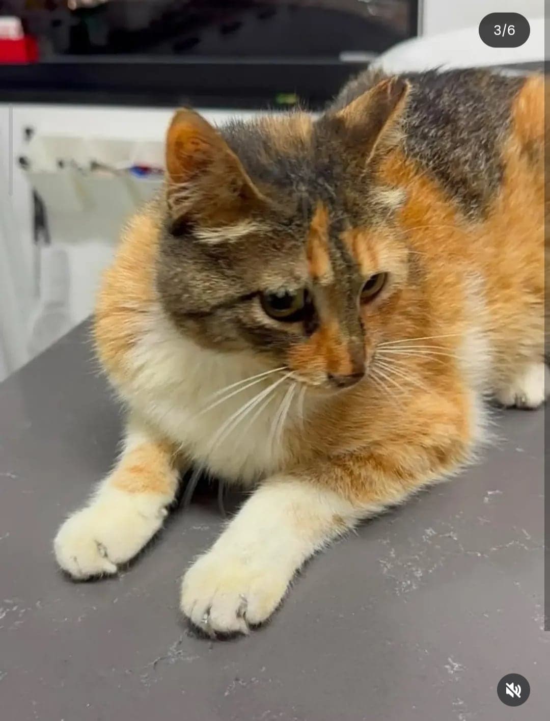 Karamel Tekir Kedi, Antalya