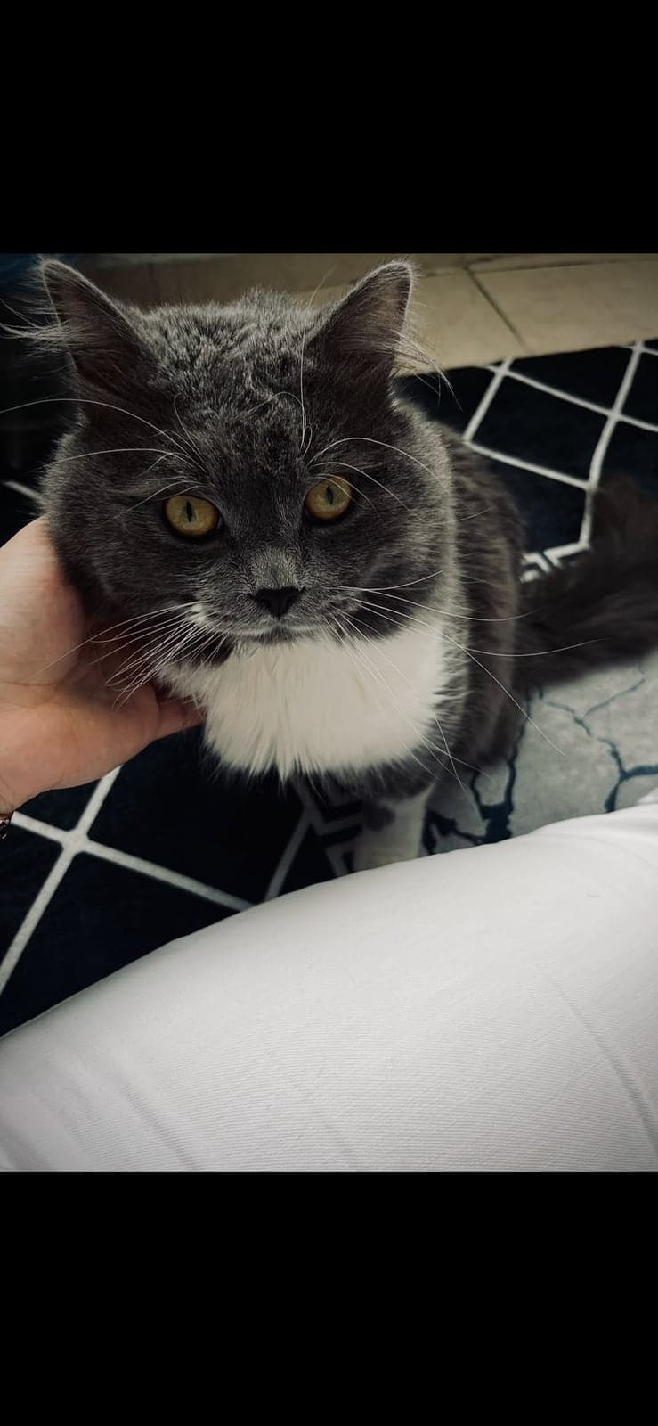 Gumus Melez Kedi, Yozgat