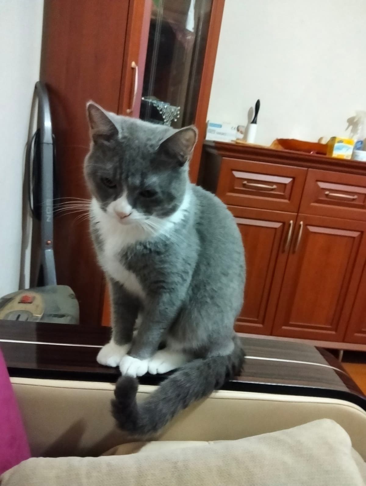 Ares British Longhair Kedi, Rize