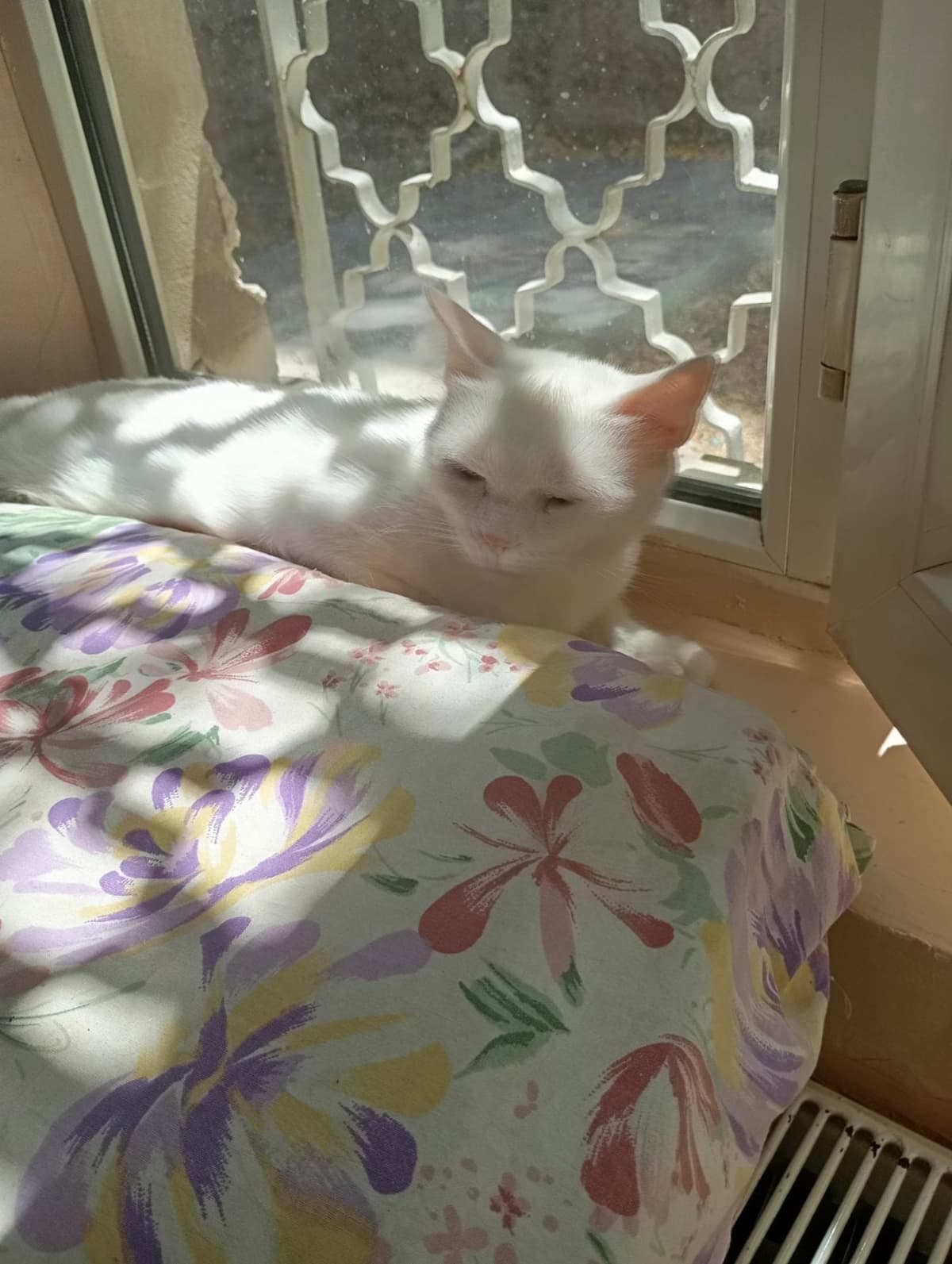İsimsiz British Shorthair Kedi, Ankara