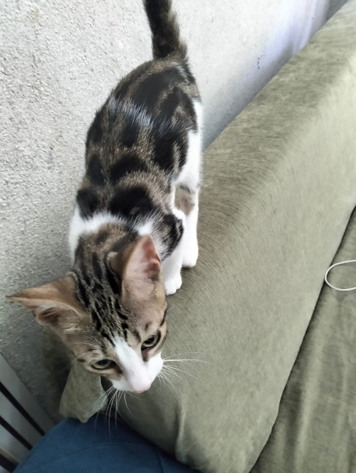 Dost Sokak Kedisi Kedi, Samsun