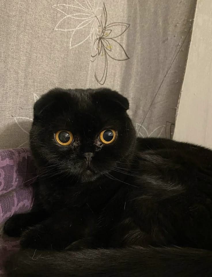 Zeytin Scottish Fold Kedi, Adana