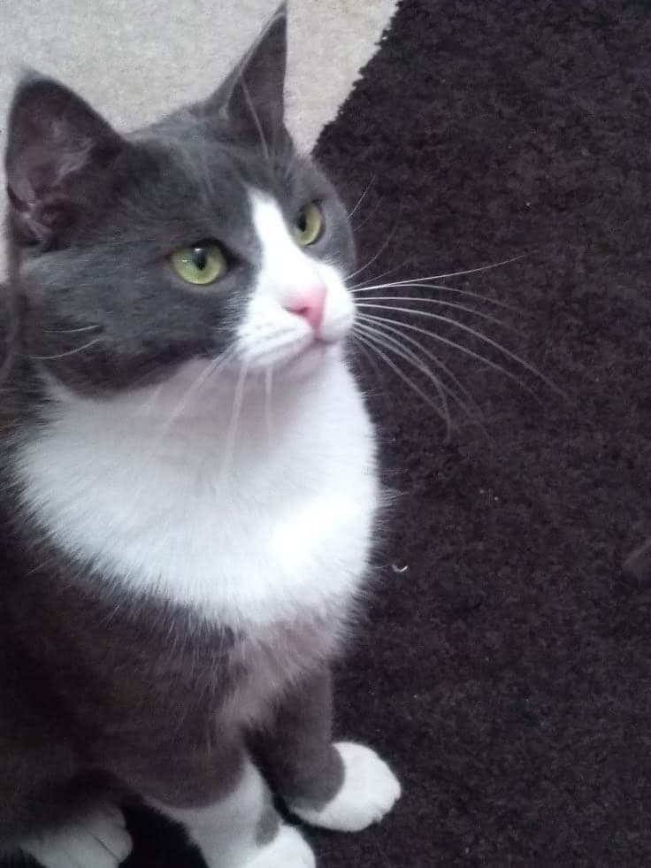 Luna Melez Kedi, Adana