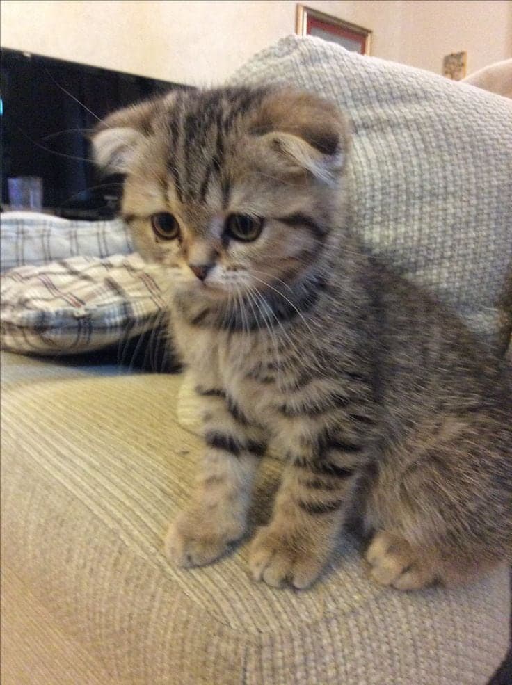 Mia ve bozo British Longhair Kedi, Adana