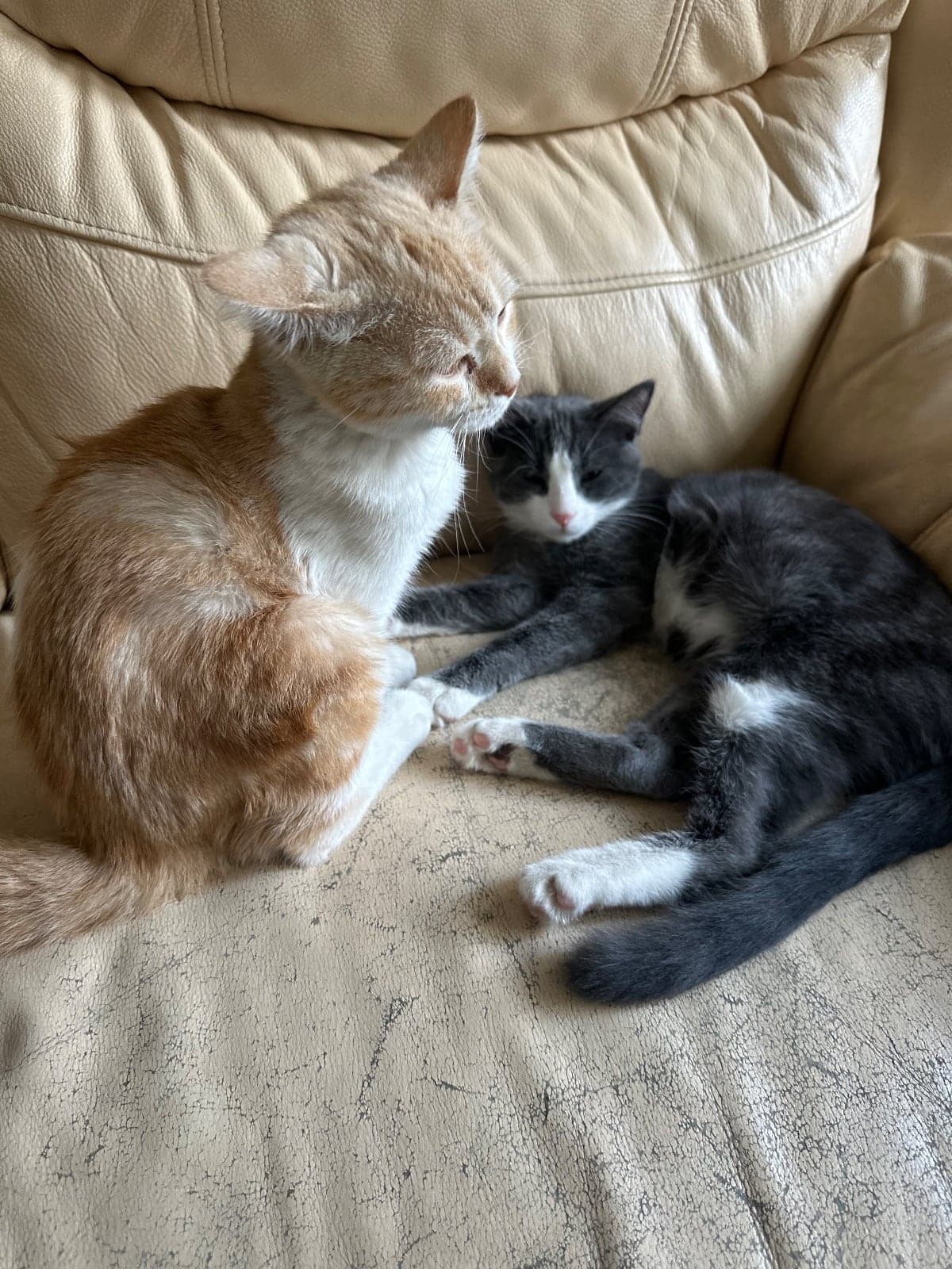 Gonca ve sari Sokak Kedisi Kedi, Eskişehir