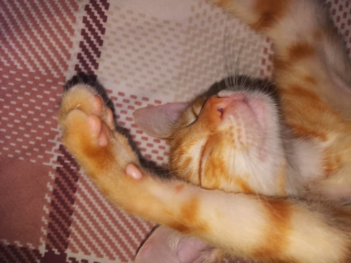 Teoman Tekir Kedi, Balıkesir