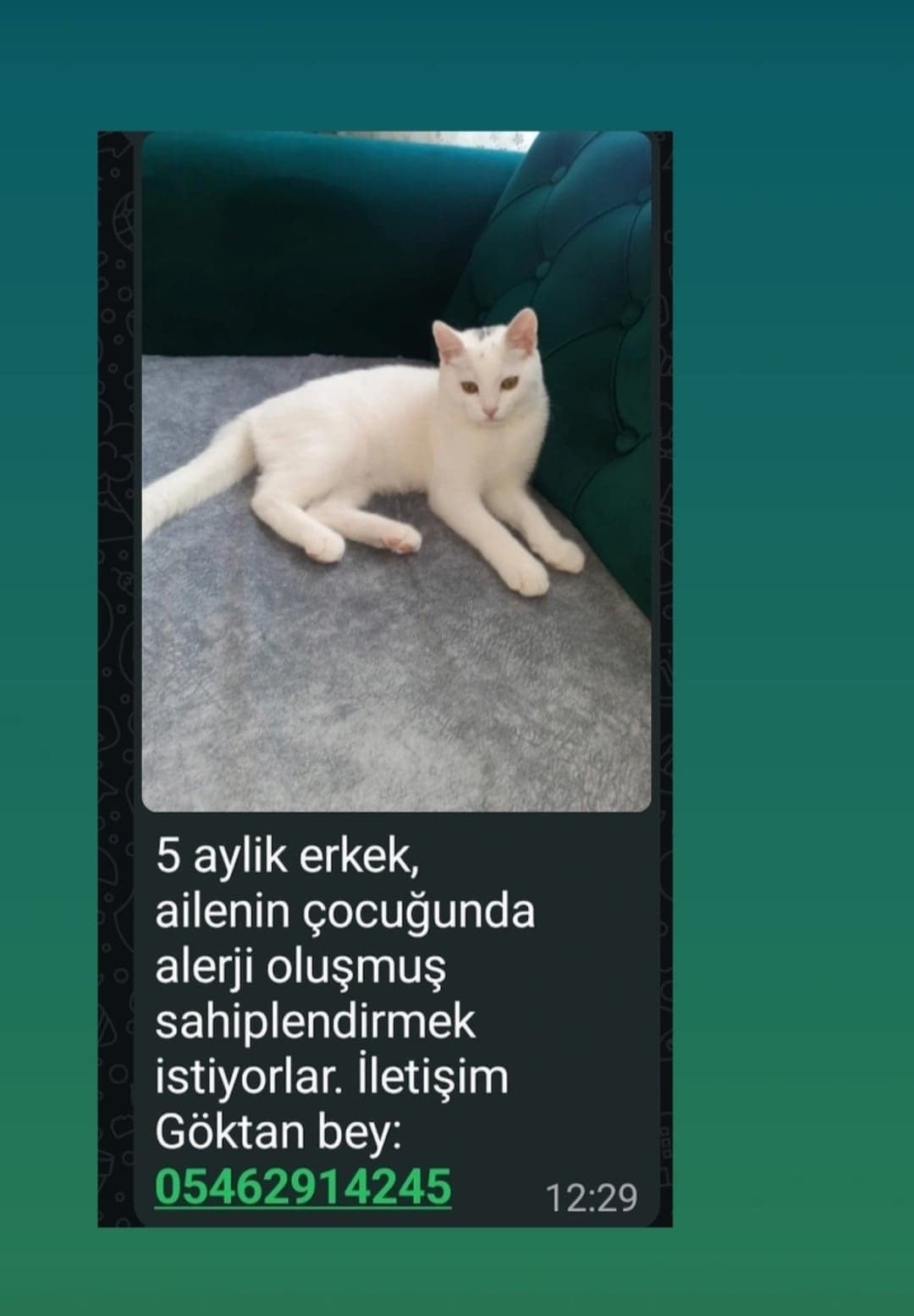 Bilmiyorum Melez Kedi, Adana