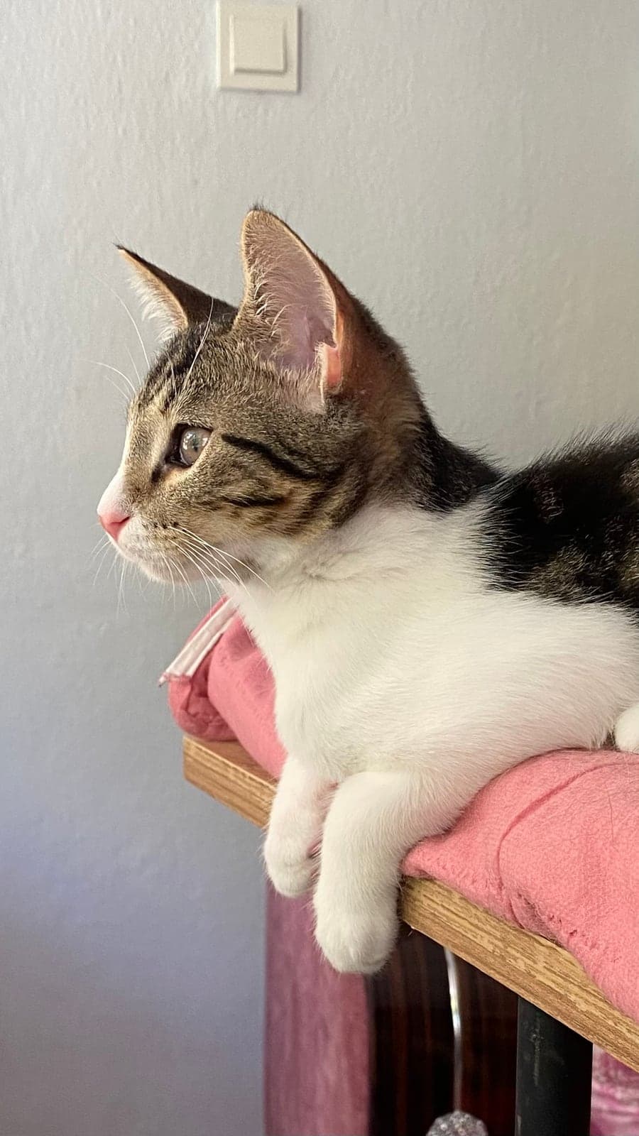 İsimsiz Tekir Kedi, Muğla