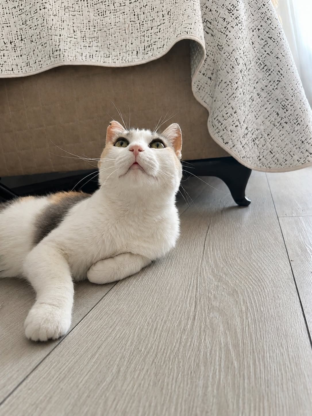 Paytak Melez Kedi, Manisa