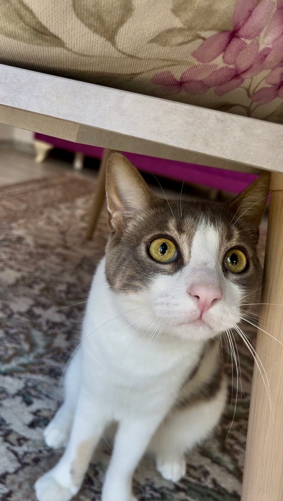 Behlül Sokak Kedisi Kedi, Muğla