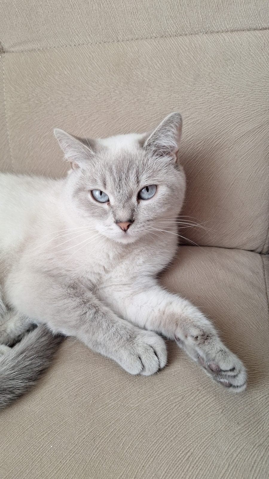 İsmi yok British Shorthair Kedi, Eskişehir