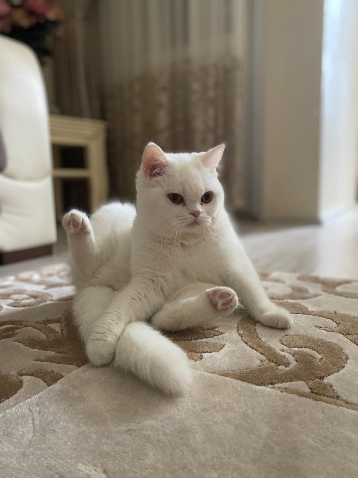Lady British Shorthair Kedi, İstanbul