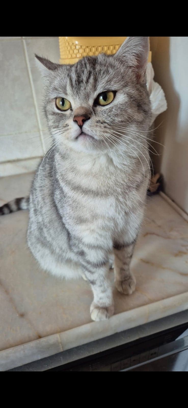 Mesten duman British Shorthair Kedi, İstanbul