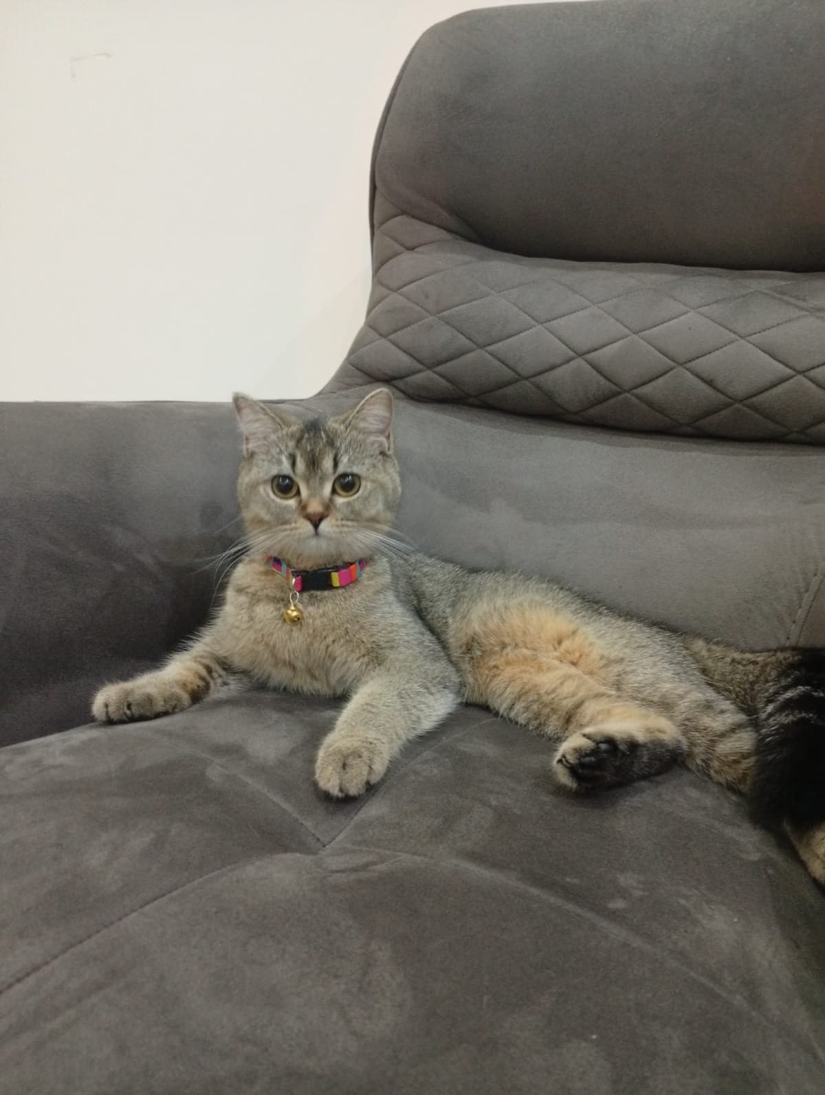 Rumi British Shorthair Kedi, Eskişehir