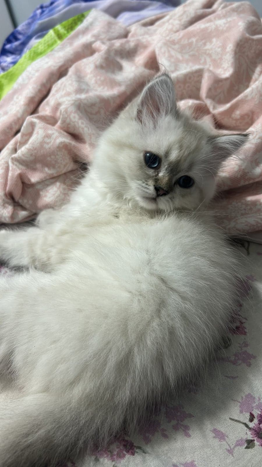 pamuk British Shorthair Kedi, İstanbul
