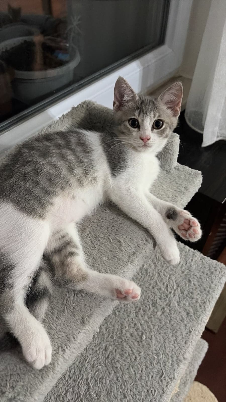 Minnoş Melez Kedi, Adana