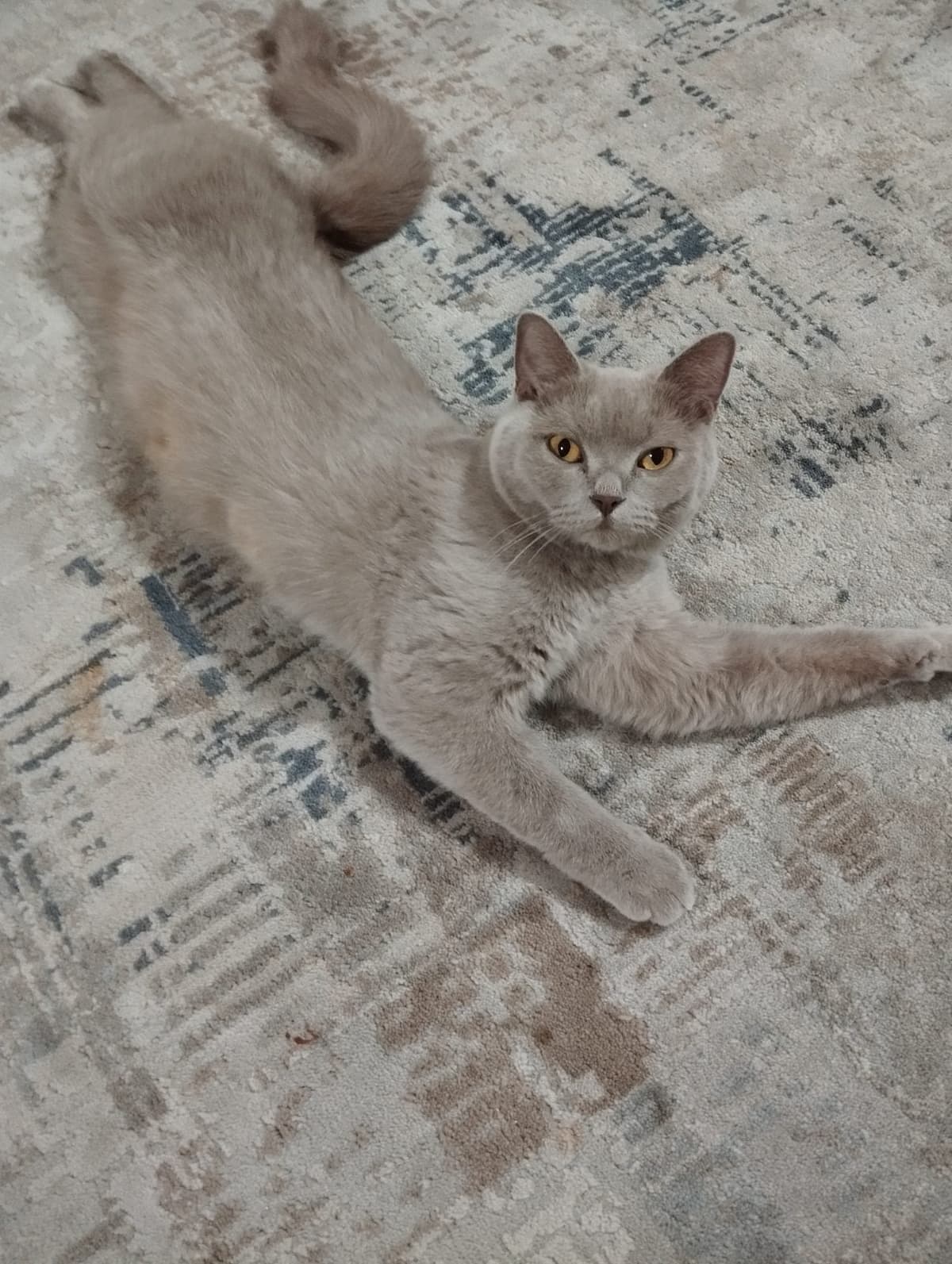 Mia British Shorthair Kedi, Ankara