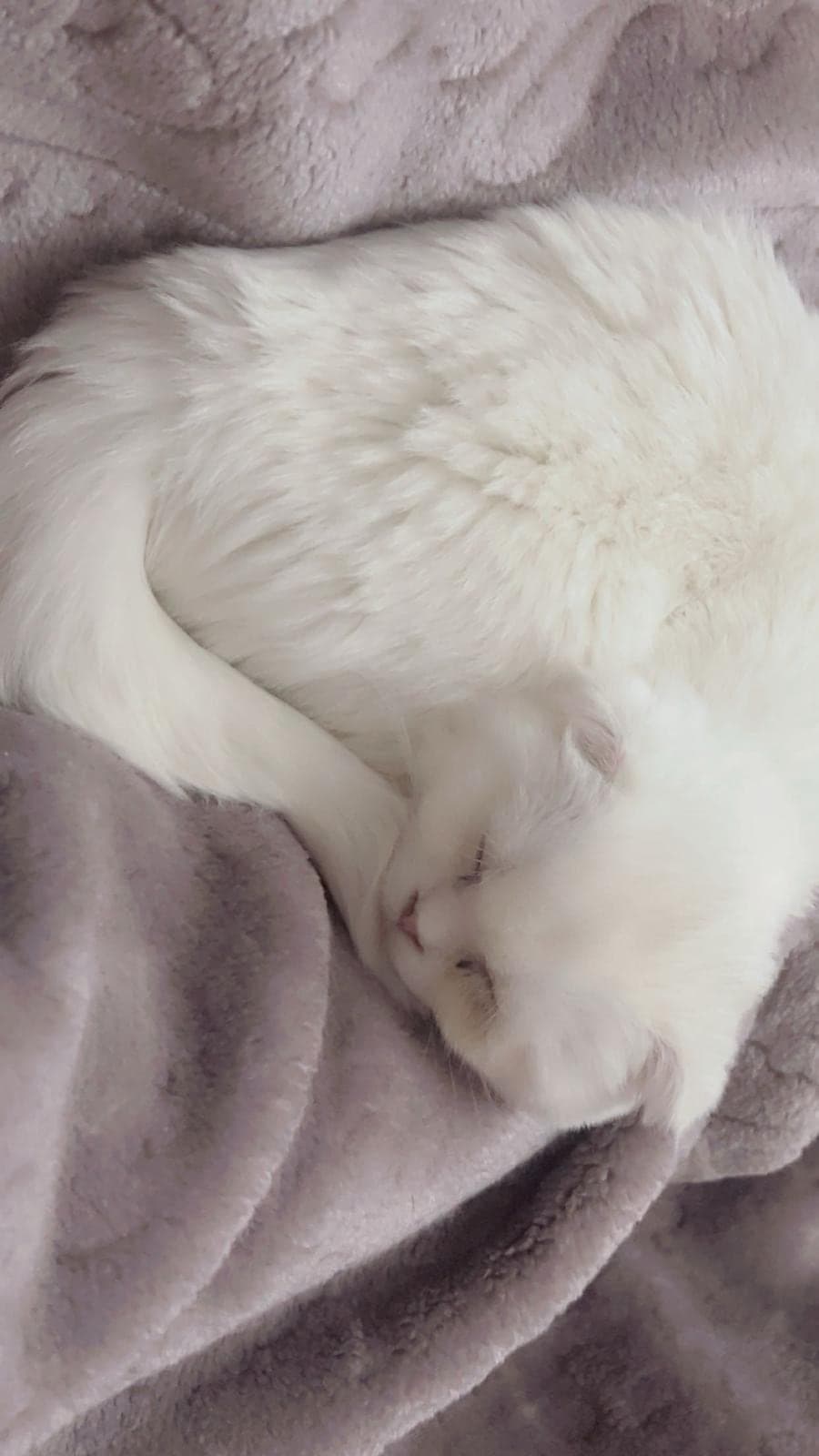Şila British Shorthair Kedi, İstanbul