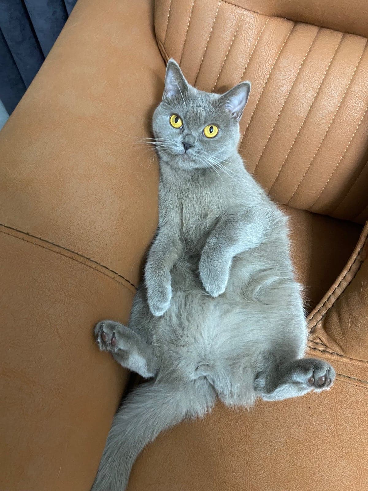 Şukuf British Shorthair Kedi, Kocaeli