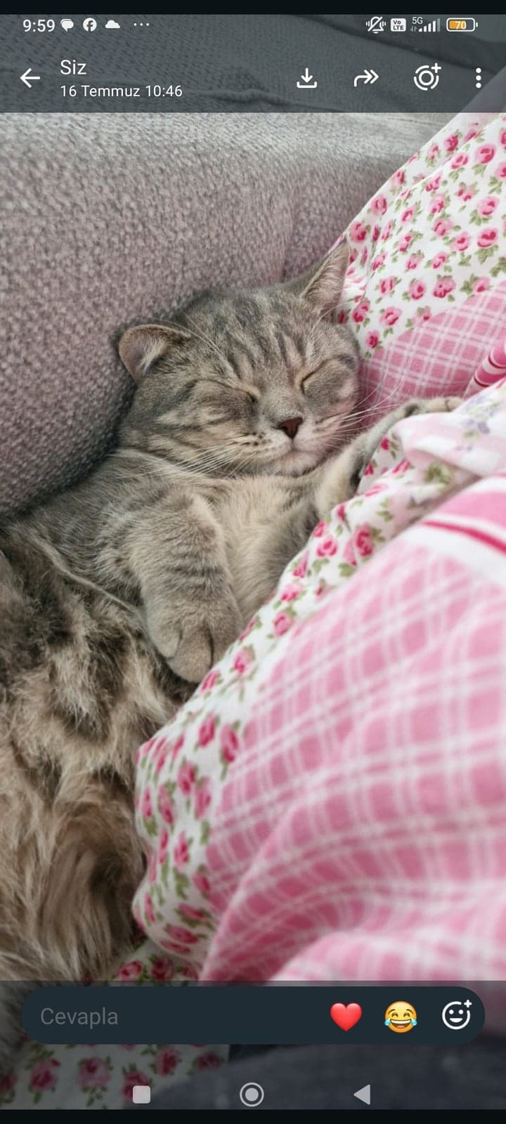 Fındık British Shorthair Kedi, Kocaeli